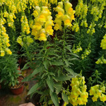 金鱼草盆栽 狮子花 龙头花 成都园林绿化植物 花境植物 地被植物