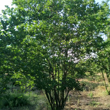 丛生紫薇树苗批发庭院景观大叶紫薇苗木基地供应百日红绿化乔木苗