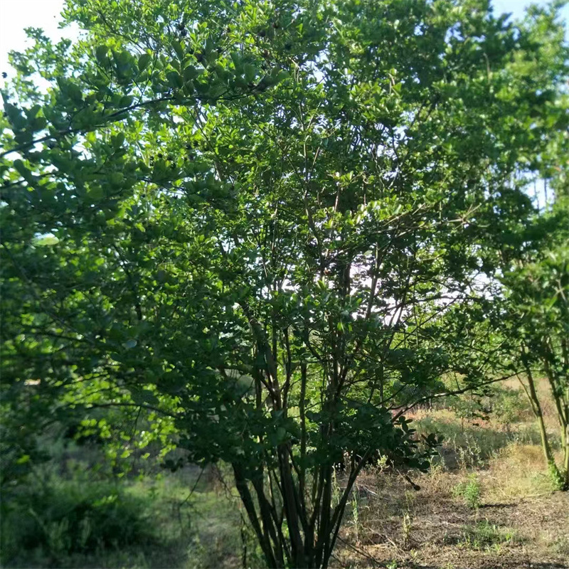 丛生紫薇树苗批发庭院景观大叶紫薇苗木基地供应百日红绿化乔木苗