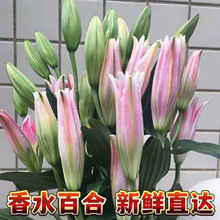 云南鲜花花束昆明直批香水百合花基地直发速递同城家用鲜切花