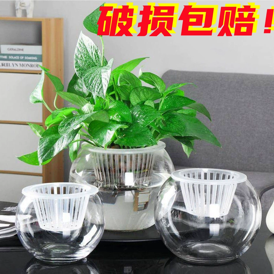 Стеклянная ваза Прозрачная гидропонная гиацинт Зеленый цветочный горшок Гостиная Крытый аквариум Круглая посуда для водных растений