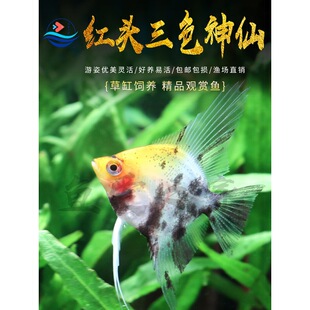 �t�^��ɫ���ɟᎧ�~��ɫ�����~��ɫ�����~�����ʯ��؈�^�p�~���w