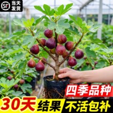 �o��������箔��Y�����R˹��ɫ�������ļ��̨�����Ϸ������Nֲ