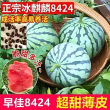 早佳麒麟西瓜早熟薄皮超甜冰糖麒麟瓜新鲜水果少籽易活西瓜批发品