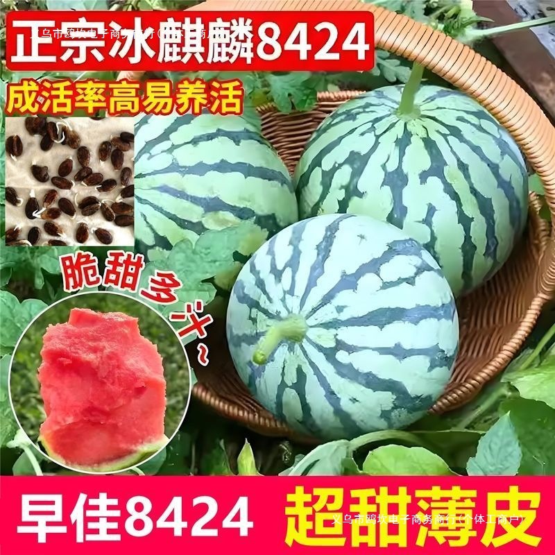 早佳麒麟西瓜早熟薄皮超甜冰糖麒麟瓜新鲜水果少籽易活西瓜批发品