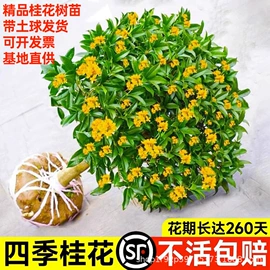 盆栽;园林果树;灌木