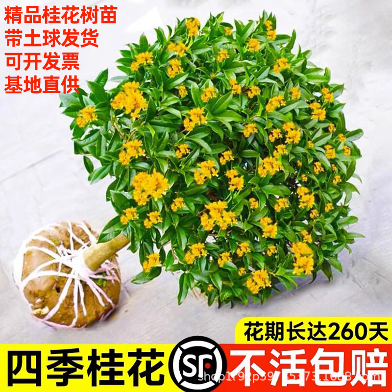 Osmanthus Saplings for All Seasons, Suitable for Courtyard, Balcony, Indoor and Outdoor Potted Plants, Fragrant Bonsai for the Living Room, Cold and Heat Resistant