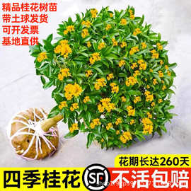 桂花树苗四季庭院阳台盆栽室外室内绿植浓香型盆景客厅耐寒耐热