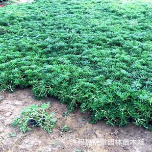 Roof Greening Ground Cover Plant Buddha Grass Roof Greening Evergreen Buddha Grass Saplings Lawn Florals All Year Round