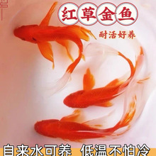 草金鱼好养耐活长尾大红草观赏鱼锦鲤活体冷水鱼淡水鱼金鱼红草鱼