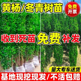 Holly Saplings French Upright Green Fence Courtyard Wall Plant Evergreen Cold-Resistant Clump Hokkaido Boxwood