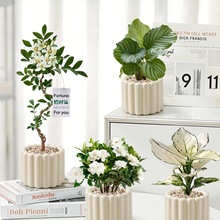 �k��������GֲС�����҃�ֲ��ins�����L�ļ����˺��B�����׃��@