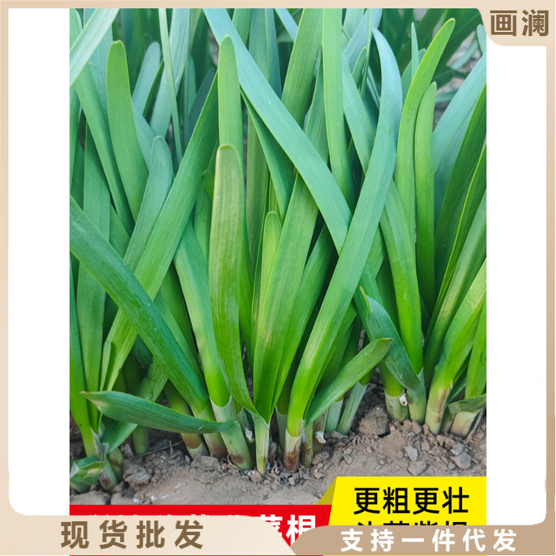 现挖红根宽叶韭菜根苗四季根紫根盆栽种植盆苗韮菜根红香韮菜秧苗