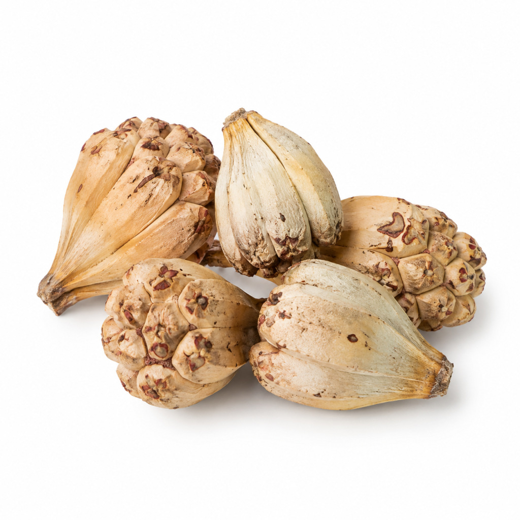 Shan Bo Luo (Pandanus tectorius) Dried Wild Pineapple Seeds — Hainan Food Herb for Cooking specifications