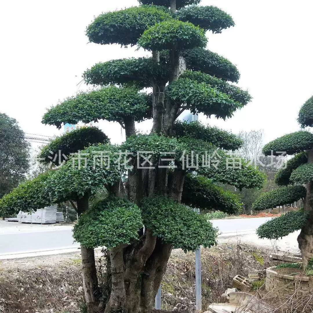 批发造型小叶女贞 湖南20公分小叶女贞造型盆景批发 绿化苗木