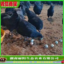 批发五黑鸡苗绿壳蛋鸡仔活苗活体乌骨鸡孵化场直发易活好养抗病强
