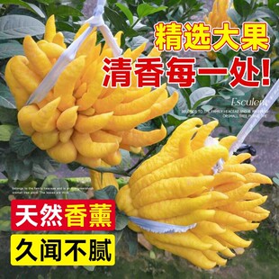 �a��ֱ�l���ָ̬Fժ���r���ִ�����ָ��r�����ֹ�ʳ���幩�^�p��