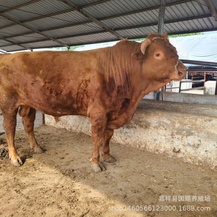 �Bֳ���F�����lһ�������Sţ��ţ�� ���N�����Sţ�����һ�^