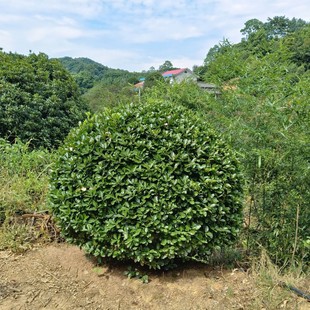 �������l ���~�S���� ���G��ľ�����@�ֹ��̾G����ľ���ؿ���G�h