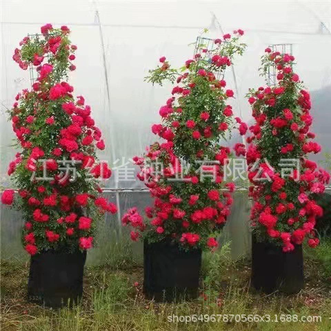 Аутентичные саженцы ароматных цветов из красного дерева, вьющиеся растения, цветущие в любое время года, горшечные ароматные белые деревянные ароматные дворовые морозостойкие розы.