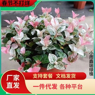 һ�����l���~�jʯ�������Խ��~�jʯ���m�ļ������͟��ͺ�ֲ��ͥԺ
