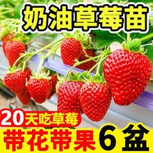 【20天吃草莓】四季奶油草莓苗盆栽地栽阳台庭院种植草莓秧果树苗