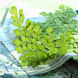 Adiantum Embossed Dried Flower Plant Specimen Handmade DIY Activity Gum Dropping Craft Flower Table Lamp Plant Photo Frame