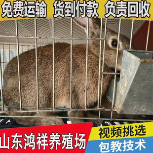 �����r�û����������lɽ�|�S���L�ڹ���1-2��ı����r���÷N��