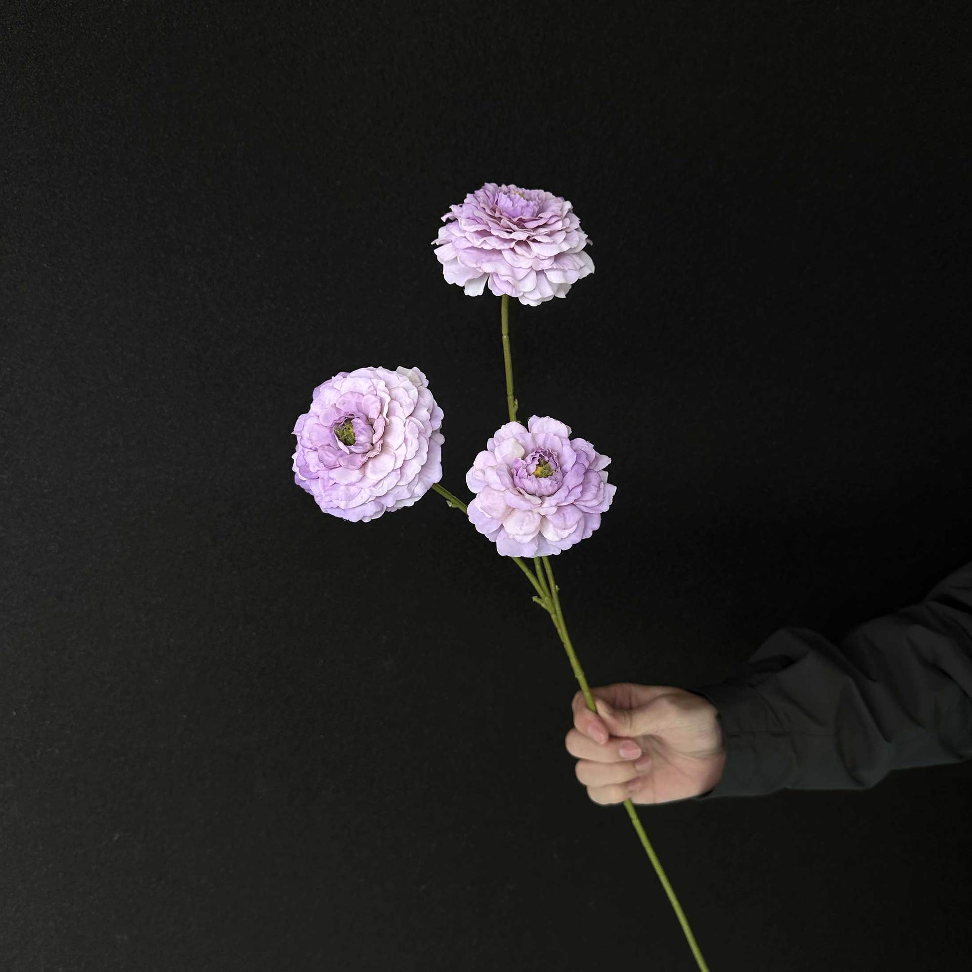 Peonía de Koi púrpura claro