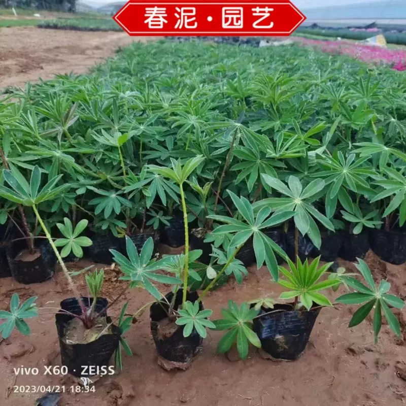 绿化苗木羽扇豆鲁冰花杯苗 观赏花宿根花卉 工程用花鲁冰花价格