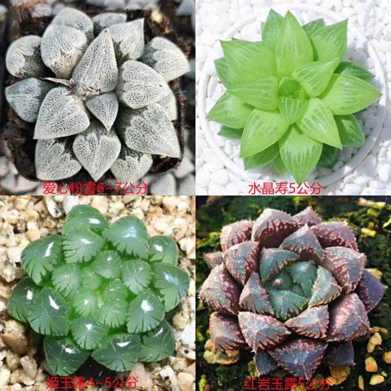 (사랑+크리스탈+지+홍옌) 다 잘되요