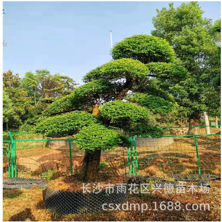 Оптовые поставки малолистных кипарисов, деревья малолистных кипарисов формы Хунань, саженцы деревьев для ландшафтного дизайна дома