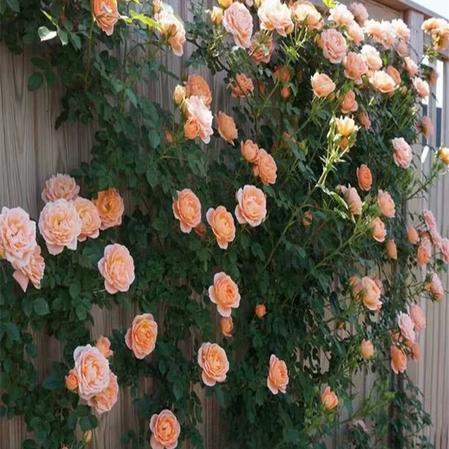 Розовые саженцы, лозы, ароматные вьющиеся растения с крупными цветками для двора, цветочные горшки, балконные розы, вьющиеся стены в любое время года.