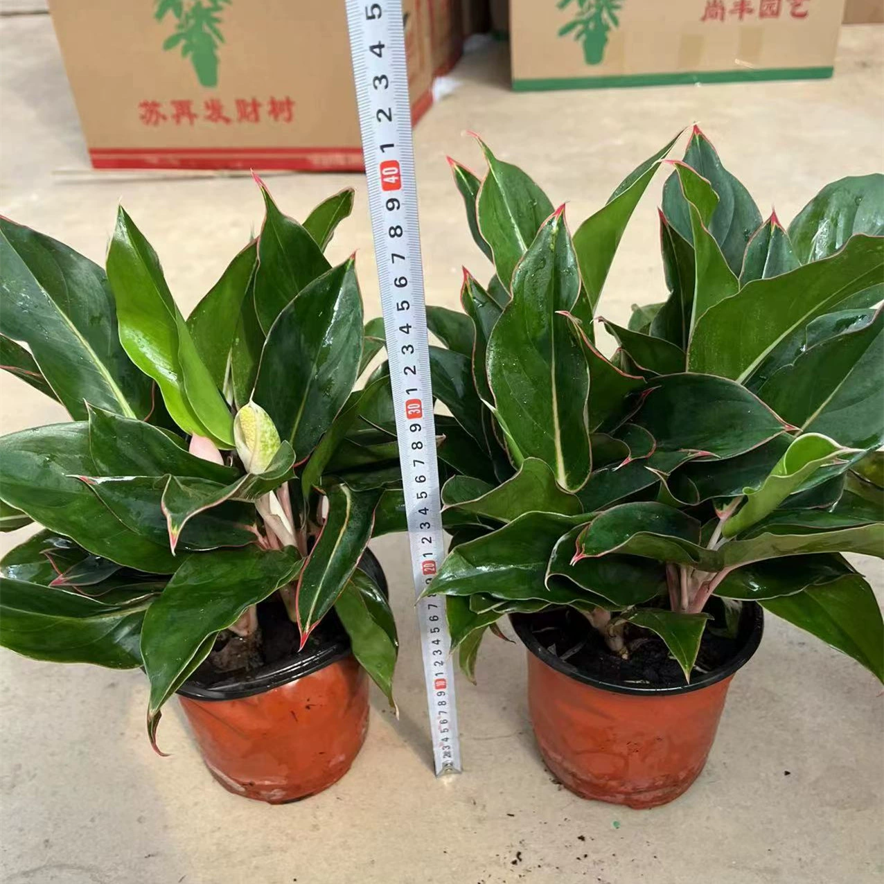 140 Cup Сапфир Вечнозеленые Растения Вечнозеленые Все Сезоны Крытый Настольные Зеленые Растения Purify Air 15 Pack