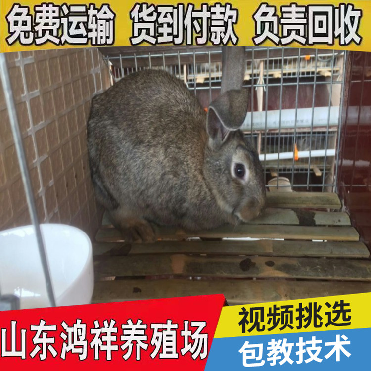 conew_搜狗截圖22年04月14日2120_82_看圖王