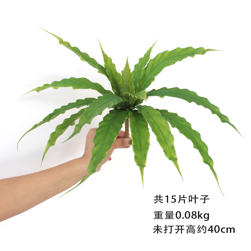 15 잎 새의 둥지 고사리 (부드러운 껌 잎)