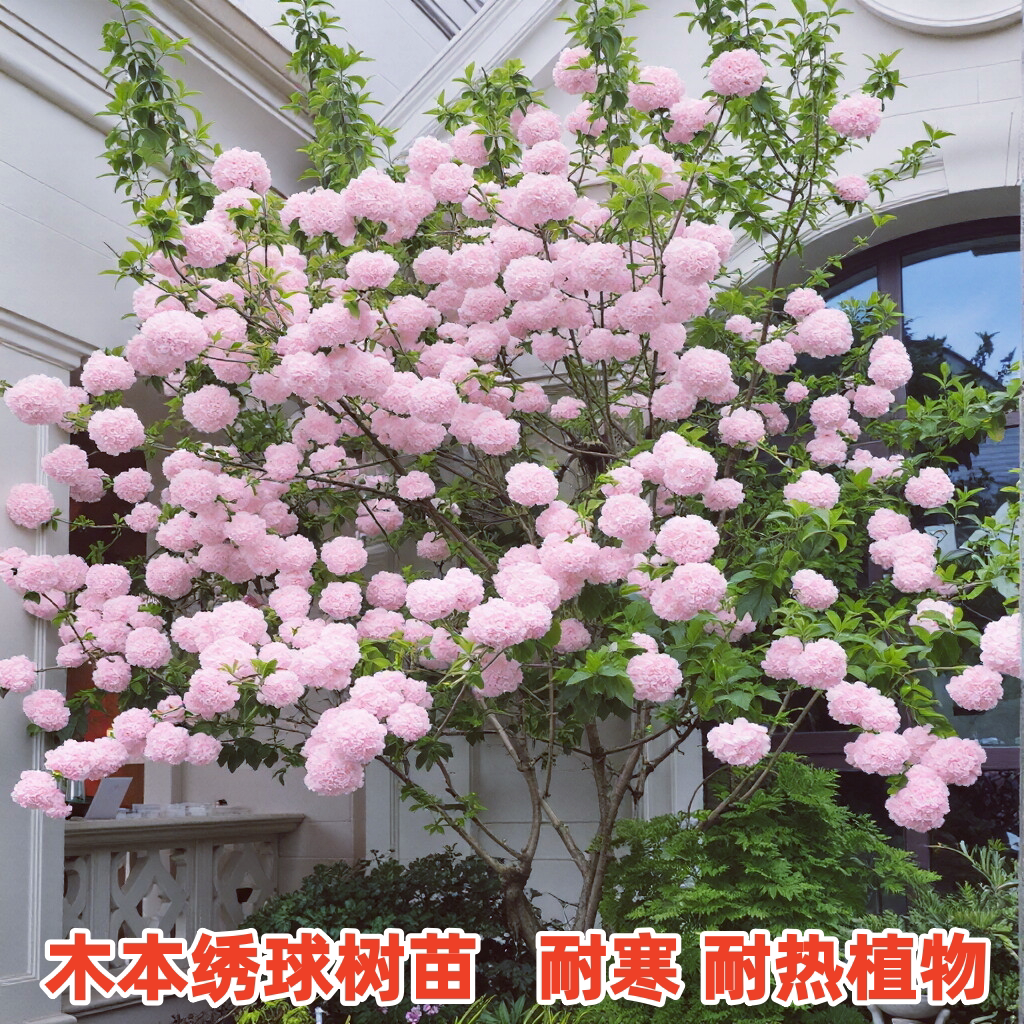 木本绣球花树苗盆栽地栽阳台庭院耐寒耐热风景树大花中华木绣球苗