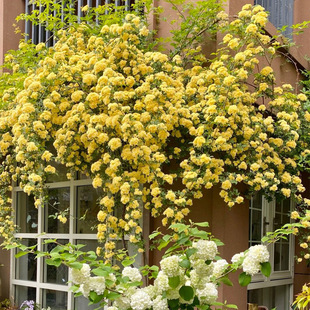 One-Piece Drop-Shipping Yellow Wood-Scented Flower Seedlings Potted Large Seedlings Fragrant Florals Seven-Mile Fragrant Balcony Courtyard Climbing Vines and Hanging Plants