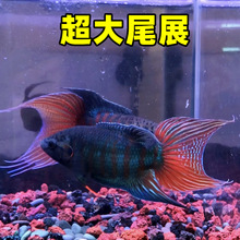 ĻղQˮЇ~A{^p~~ˮ~B