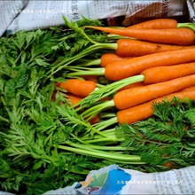 新鲜带叶子手指胡萝卜迷你带缨胡萝卜小个宝宝宴布置蔬菜兔子水果