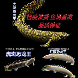 �����ϻʯ�����������~��t�ۿ����߲ʿ������͟Ꭷ�^�p�~�׌�