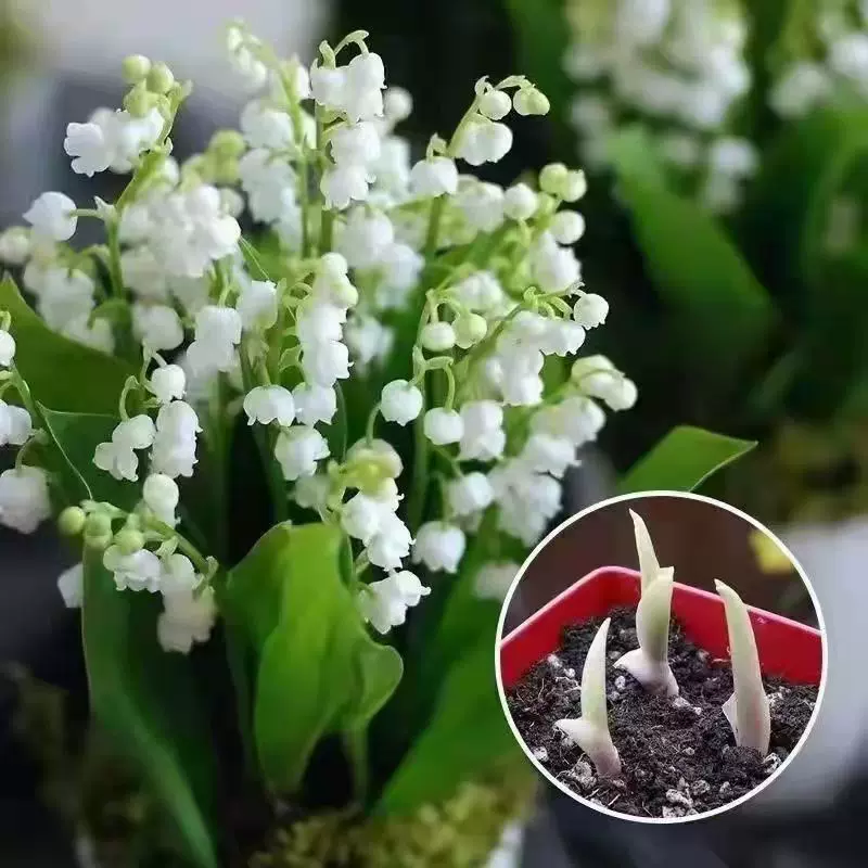 盆栽铃兰花苗带芽浓香花卉办公室内小型绿植芳香当年多季开花耐寒