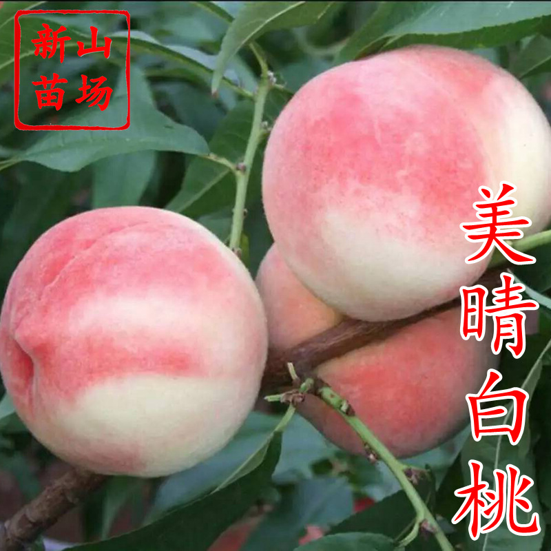美晴白桃苗 晚熟新老品种硬脆SH燕红中桃5号秋彤秋雪艳红桃子树苗