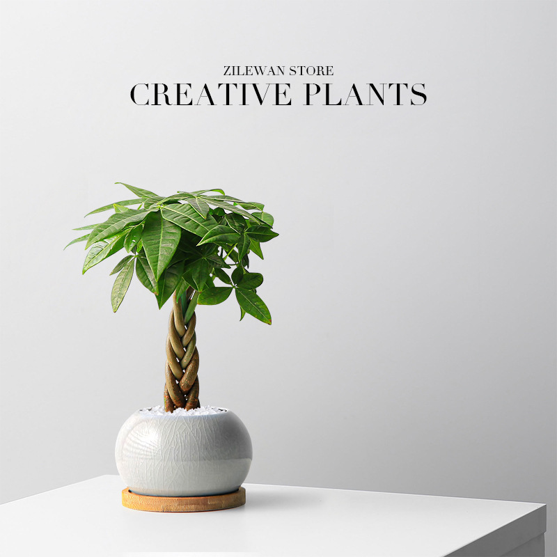 Five Blessings Fortune Tree Desktop Potted Plant Indoor Living Room Easy-Care All-Season Office Bonsai Money Tree Green Plant Five Blessings Fortune Tree Desktop Potted Plant Indoor Living Room Easy-Care All-Season Office Bonsai Money Tree Green Plant