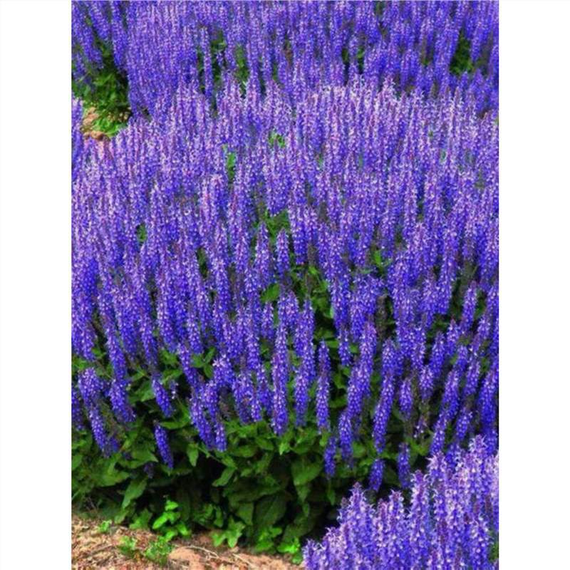 蓝花鼠尾草种子庭院耐阴植物花种籽子四季播种开花一串蓝花卉花籽