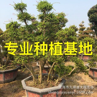 �������ͳ�骘����l ���ϳ�骘������^���� ���KС�~����辰����
