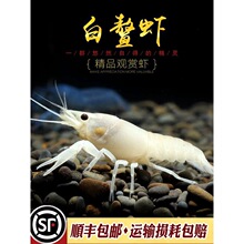 白鳌虾观赏虾宠物虾淡水龙虾蓝鳌橘鳌白玉雪鳌淡水小螯虾草缸活体