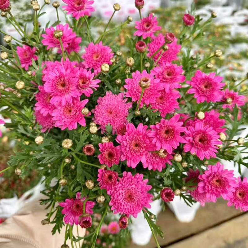 딸기 하트 ((폭발 기계) 클래식 품종