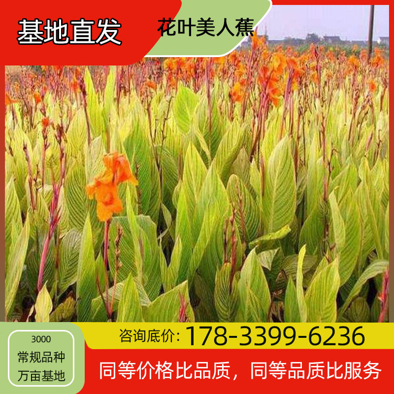 花叶美人蕉盆栽基地种植四季开花庭院种植绿植工程绿化苗木好养殖