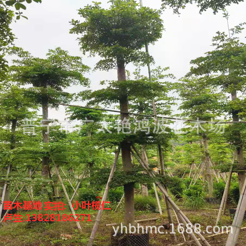 小叶榄仁容器苗细叶榄仁行道树园林景观工程苗木雨伞树5-25绿化树-阿里巴巴